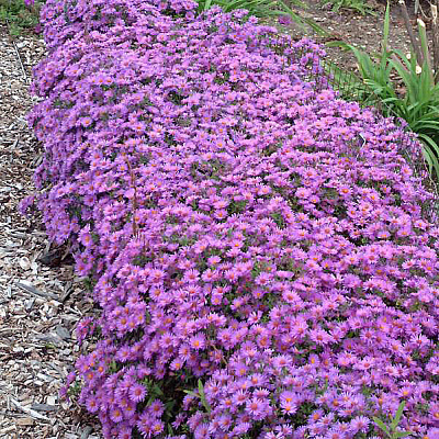 Астра кустарниковая Вудс Перпл