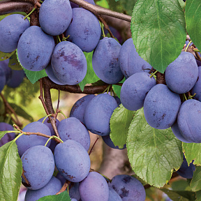 Слива Волжская красавица