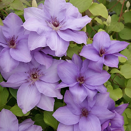 Фото Клематис Эстер