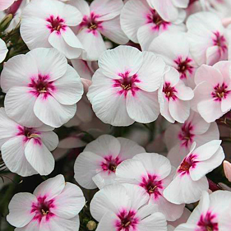 Фото Флокс метельчатый Майкс Фейворит