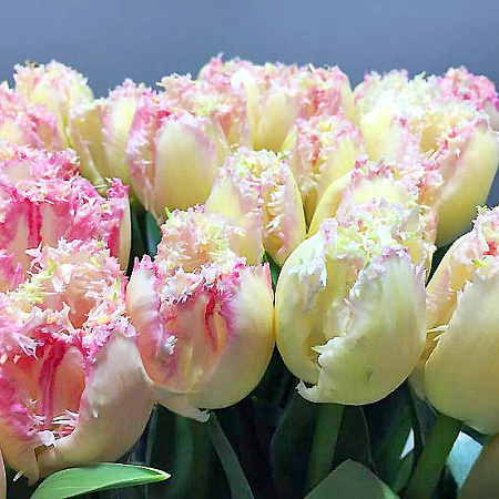 Фото Тюльпан бахромчатый Неглиже