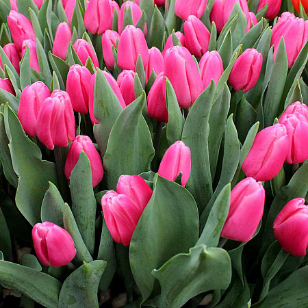 Фото Тюльпан триумф Молто амата