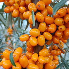 Облепиха Любимая