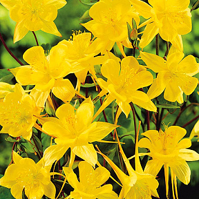 Аквилегия Жёлтая