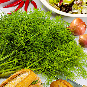 Укроп Аскольд