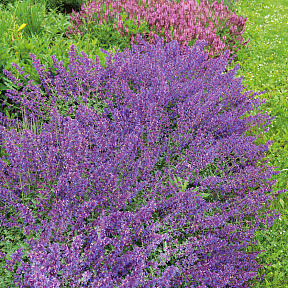 Котовник Фассена