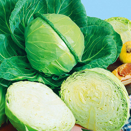 Фото Капуста белокочанная Зенон F1 16шт