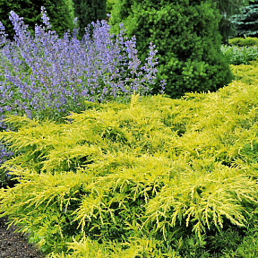 Можжевельник средний Голд Стар