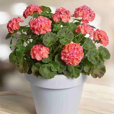 Герань Прекрасные славянки Йитка