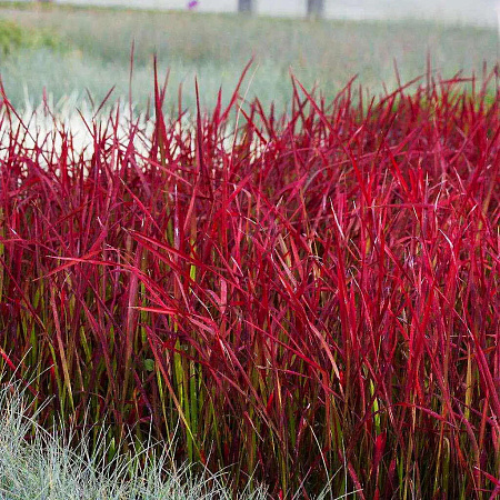 Фото Императа цилиндрическая Ред Барон