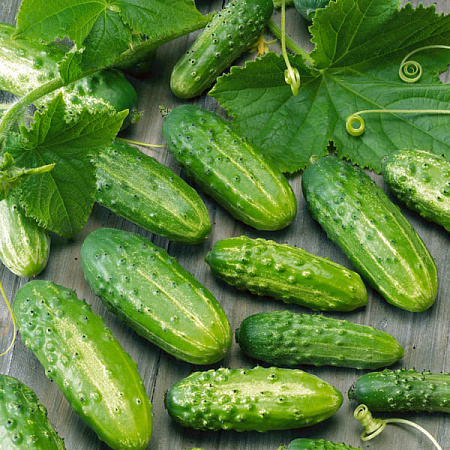 Фото Огурец Маша F1