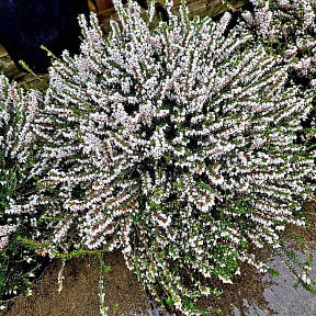 Эрика дарлейенская Вайт Глоу