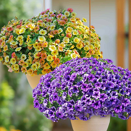 Фото Набор петуний №1