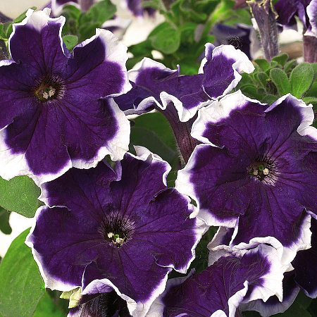 Фото Петуния Калиффо Синяя пикоти