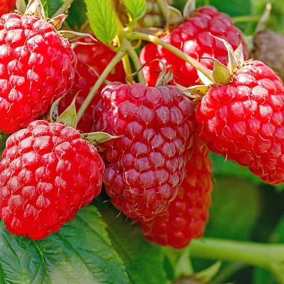 Малина ремонтантная Зюгана