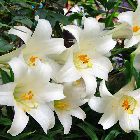 Фото Лилия лонгифлорум Сноу Квин