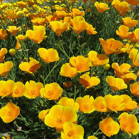 Фото Эшшольция Золотой запад