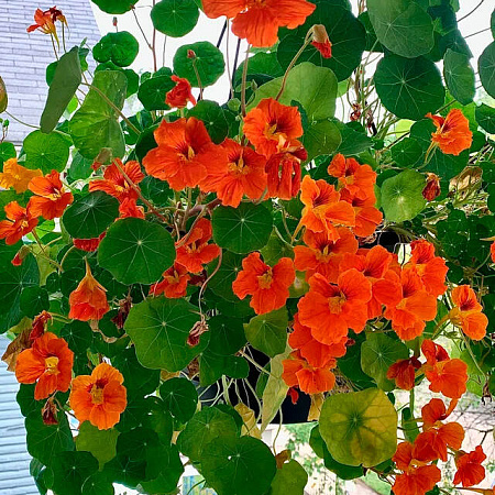 Фото Настурция Оранжевое небо