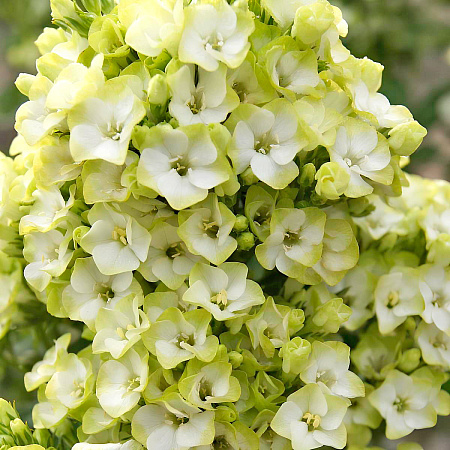 Фото Флокс метельчатый Грин Лиф