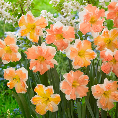 Нарцисс Рейнбоу оф Колорз