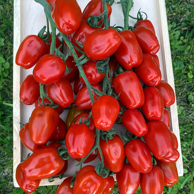 Помидор Редетто F1