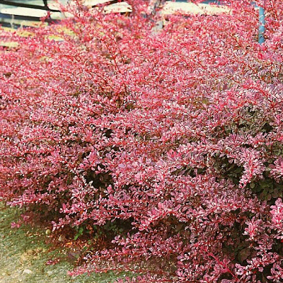 Барбарис Тунберга Фламинго