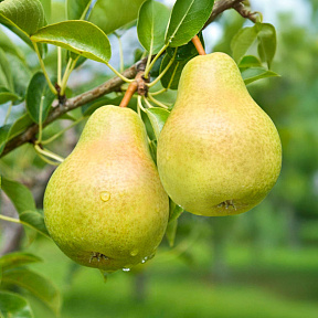 Груша Минеевская