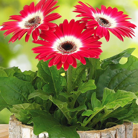 Фото Гербера Революция двуцветная розово-белая