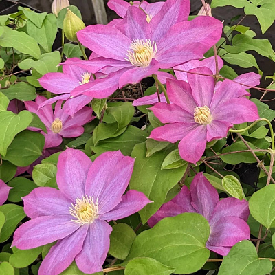 Клематис Пинк Шампань