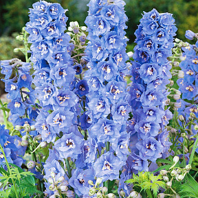 Дельфиниум Магические фонтаны Небесно-голубой