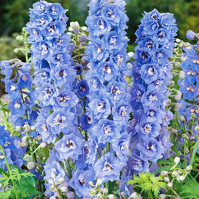 Дельфиниум Магические фонтаны Небесно-голубой