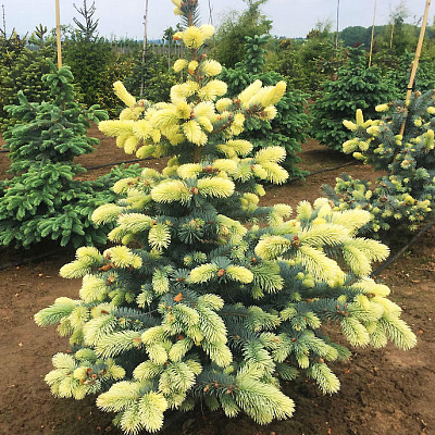 Ель колючая Биалобок