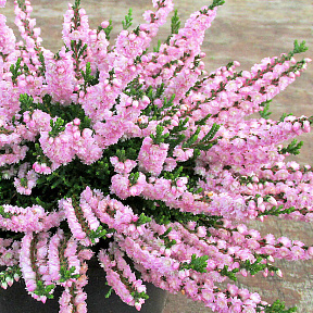 Вереск обыкновенный Раднор