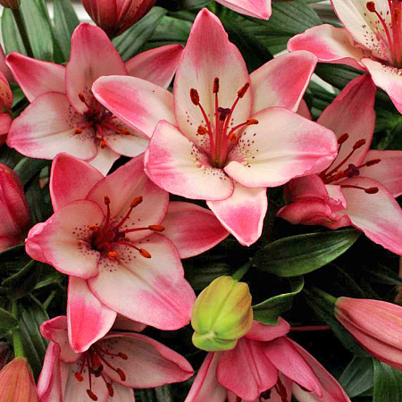 Фото Лилия азиатская горшечная Конфетти Джой