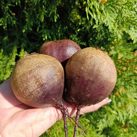 Фото Свёкла Марго F1