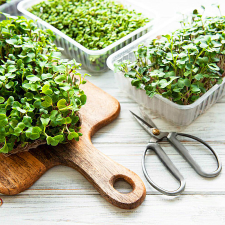 Фото Набор Микрозелени