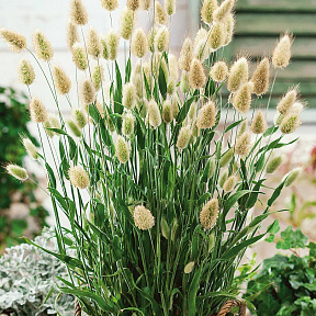 Зайцехвост