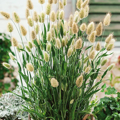 Зайцехвост