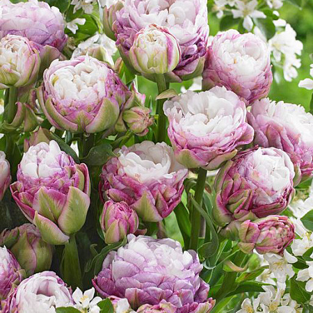 Фото Тюльпан махровый поздний Пегги Вандер