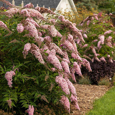 Буддлея Пинк Каскад