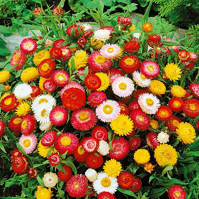 Гелихризум Томб Тумб Цветной ковёр