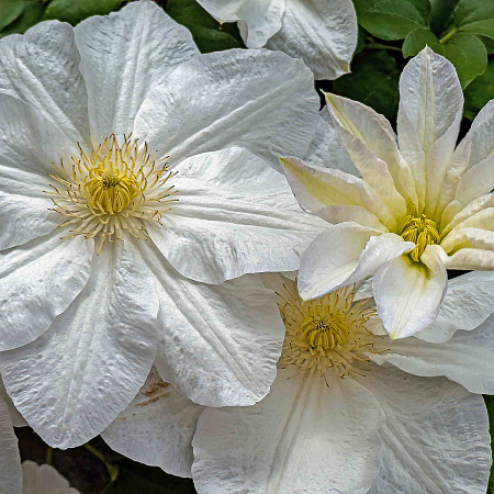 Фото Клематис Шираюкихиме