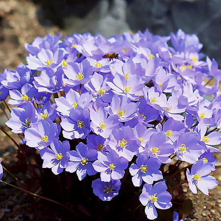 Фото Джефферсония Сомнительная