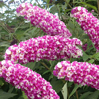 Буддлея Беррис энд Крим