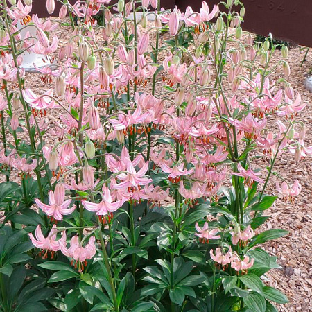 Фото Лилия кудреватая (мартагон) Пинк Морнинг