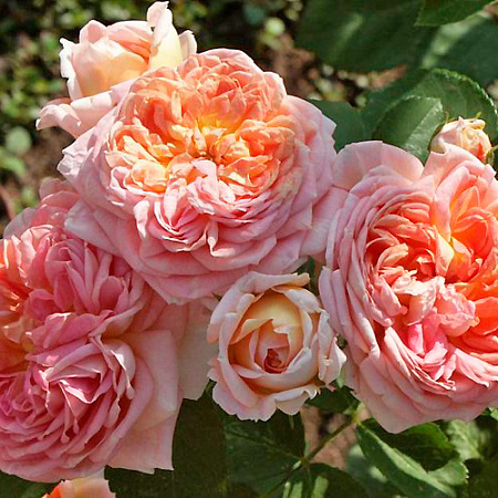 Фото Роза плетистая рамблер Алхимист