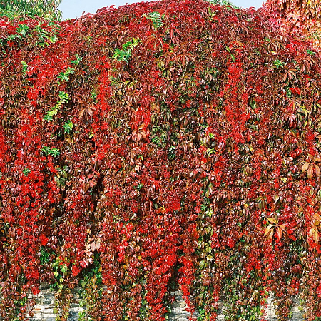 Фото Виноград Девичий