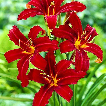 Фото Лилейник Кримсон пират