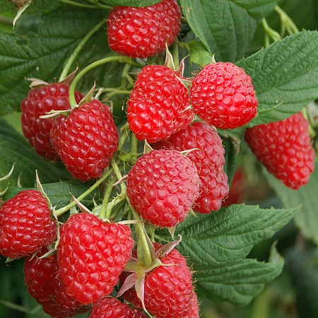 Фото Малина Снегирек