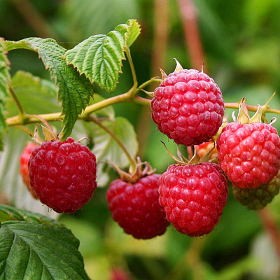 Малина летняя Вилламет